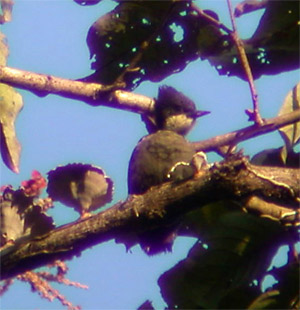 Heart-spotted Woodpecker