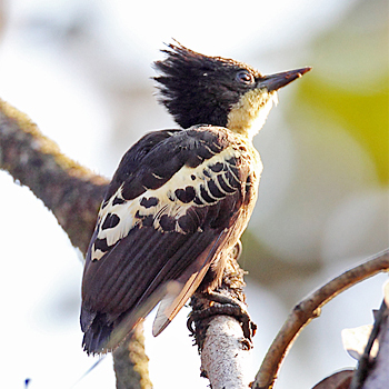 Heart-spotted Woodpecker