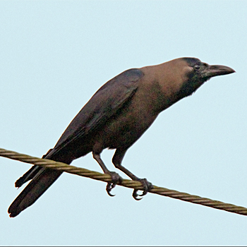 House Crow