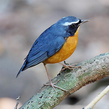 Indian Blue Robin