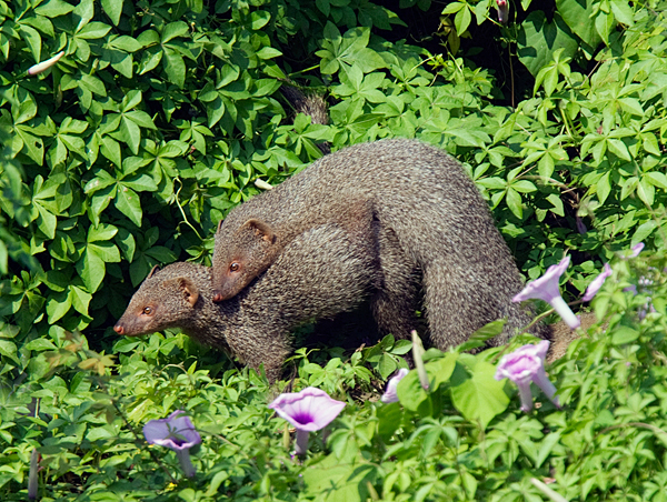 Indian Mongooses