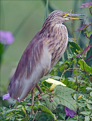 Indian Pond-heron
