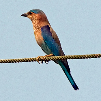 Indian Roller