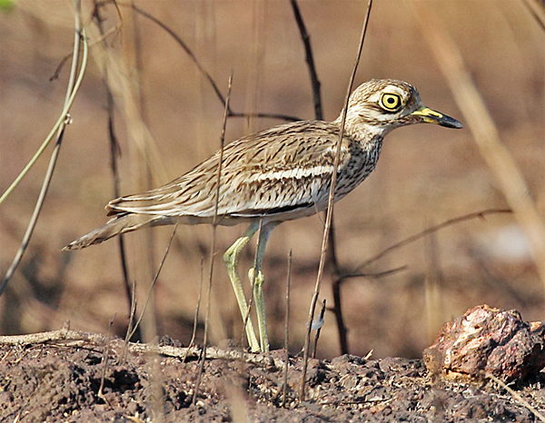 Indian Thick-knee