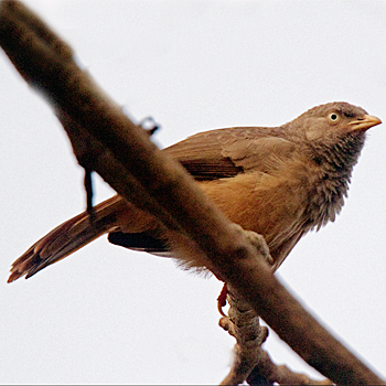 Jungle Babbler