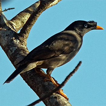 Jungle Myna