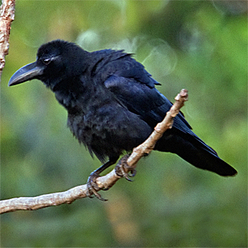 Large-billed Crow