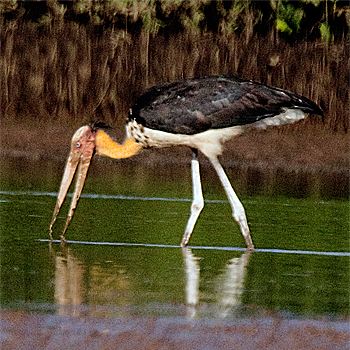 Lesser Adjutant