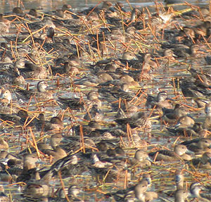 Lesser Whistling-ducks and Garganeys