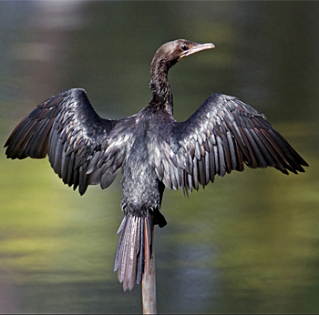 Little Cormorant