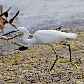 Little Egret