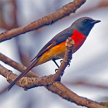 Little Minivet