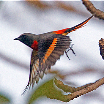 Little Minivet
