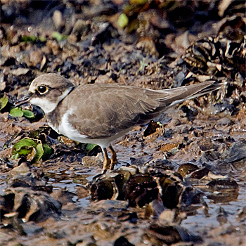 Little Ringed Plover