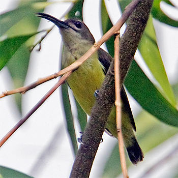 Little Spiderhunter