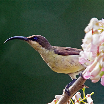 Loten's Sunbird