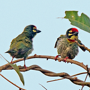 Malabar Barbets