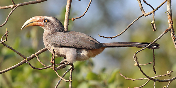 Malabar Grey Hornbill