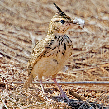 Malabar Lark