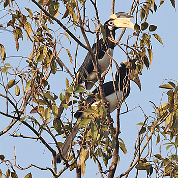Malabar Pied-hornbill