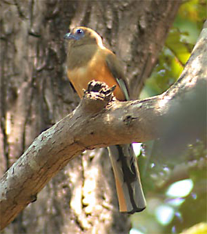 Malabar Trogon
