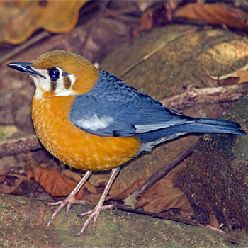 Orange-headed Thrush