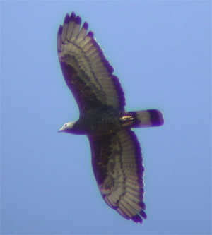 Oriental Honey-buzzard