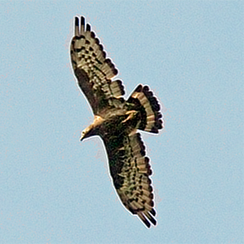 Oriental Honey-buzzard
