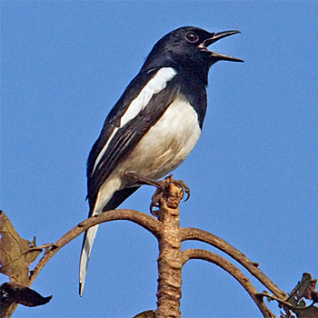Oriental Magpie-robin
