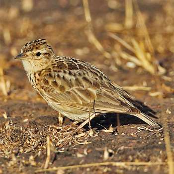 Oriental Skylark