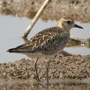 Pacific Golden-plover