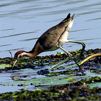 Pheasant-tailed Jacana