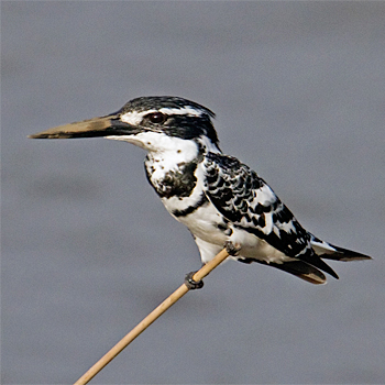 Pied Kingfisher