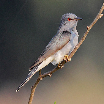 Plaintive (Grey-bellied) Cuckoo