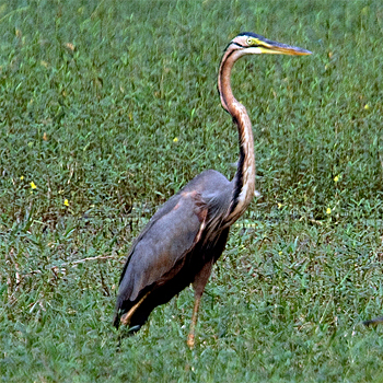Purple Heron