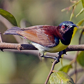 Purple-rumped Sunbird