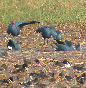 Grey-headed Swamphens