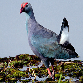 Grey-headed Swamphen