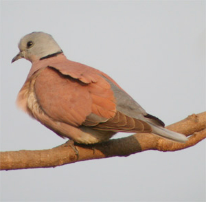 Red Collared-dove