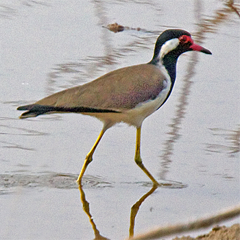 Red-wattled Lapwing