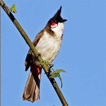 Red-whiskered Bulbul