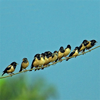 Rosy Starlings