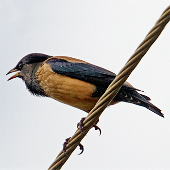 Rosy Starling