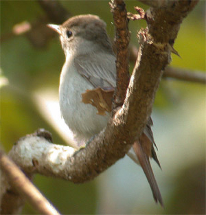 Rusty-tailed Flycatcher