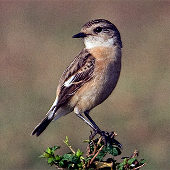 Siberian Stonechat