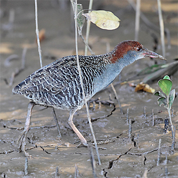 Slaty-breasted Rail