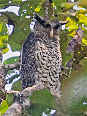 Spot-bellied Eagle-owl