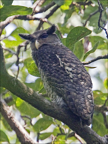 Spot-bellied Eagle-owl