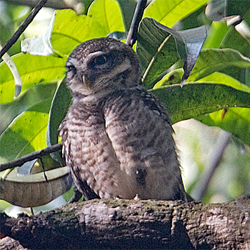 Spotted Owlet