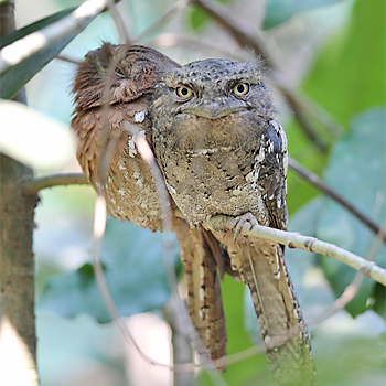Sri Lanka Frogmouth